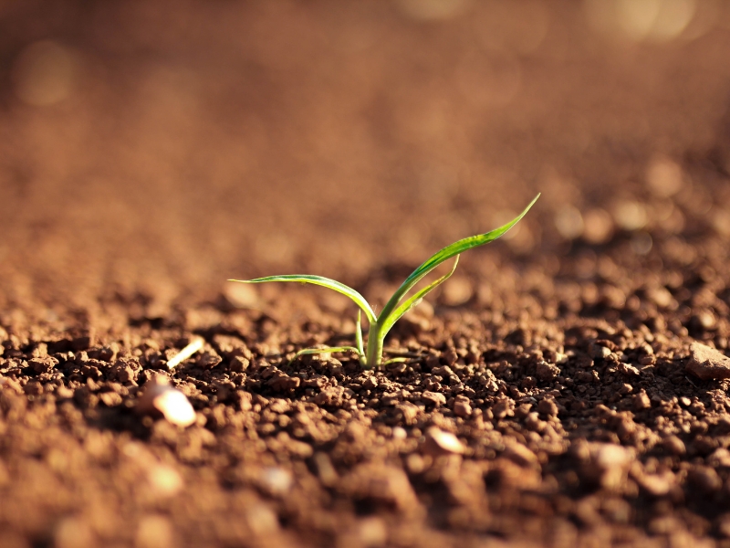 Sổ tay bệnh của đất chuyên sâu